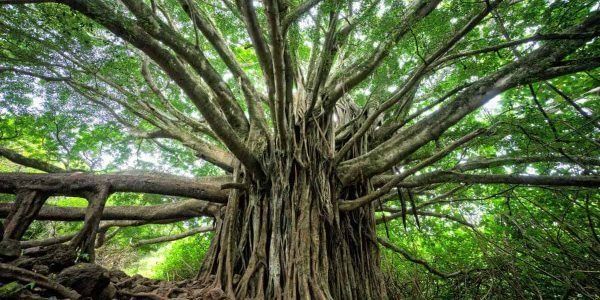 mindfulness y las adicciones
